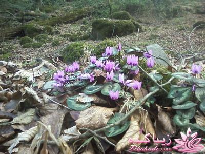 .:آلبوم عکسهای خودگرفته ما:.